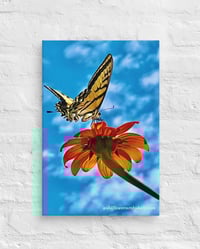 Image 2 of Swallowtail Butterfly on a Tithonia Bloom - 12” X 18” Canvas Print