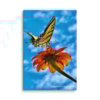 Image 1 of Swallowtail Butterfly on a Tithonia Bloom - 12” X 18” Canvas Print