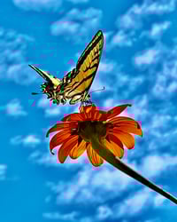 Image 3 of Swallowtail Butterfly on a Tithonia Bloom - 12” X 18” Canvas Print