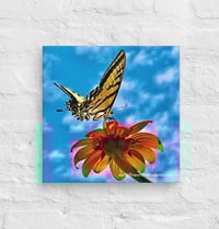 Image 2 of Swallowtail Butterfly on a Tithonia Bloom - 12” X 12” Canvas Print