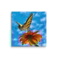 Image 1 of Swallowtail Butterfly on a Tithonia Bloom - 12” X 12” Canvas Print