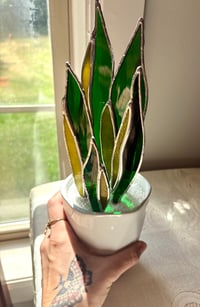 Image 1 of Snake Plant