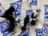 Image 2 of Galloway Cat Clinic | Fundraiser | T-Shirt | Tote Bag