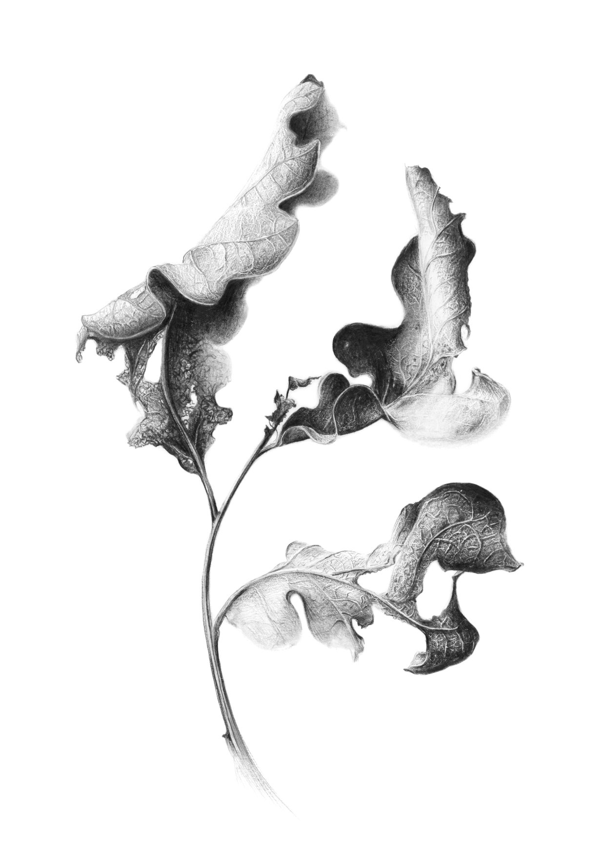 Image of Chêne Blanc