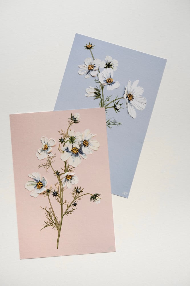 Image of Cosmos On Pink - Giclée Print