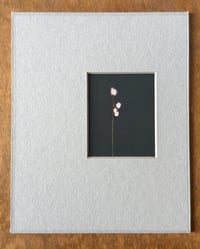 Image 1 of Cottongrass (Small Silent Voices series)