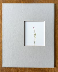 Image 1 of Cross leaved heath (Small Silent Voices series)