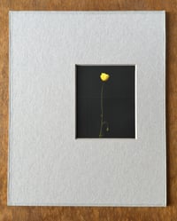 Image 1 of Welsh poppy (Small Silent Voices series)