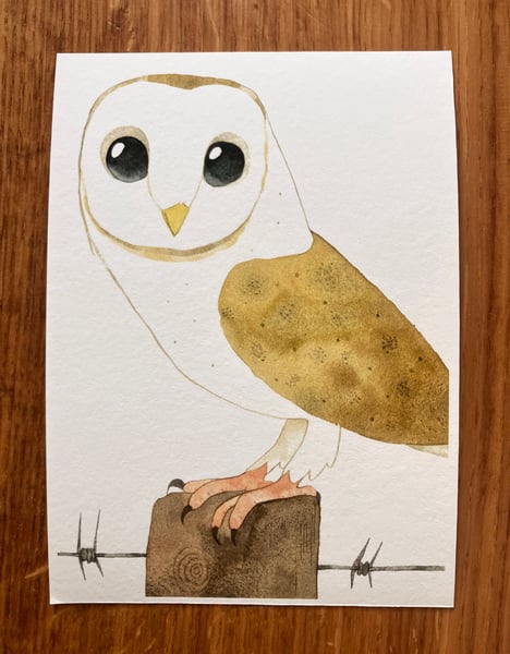 Image of The Beautiful Barn Owl