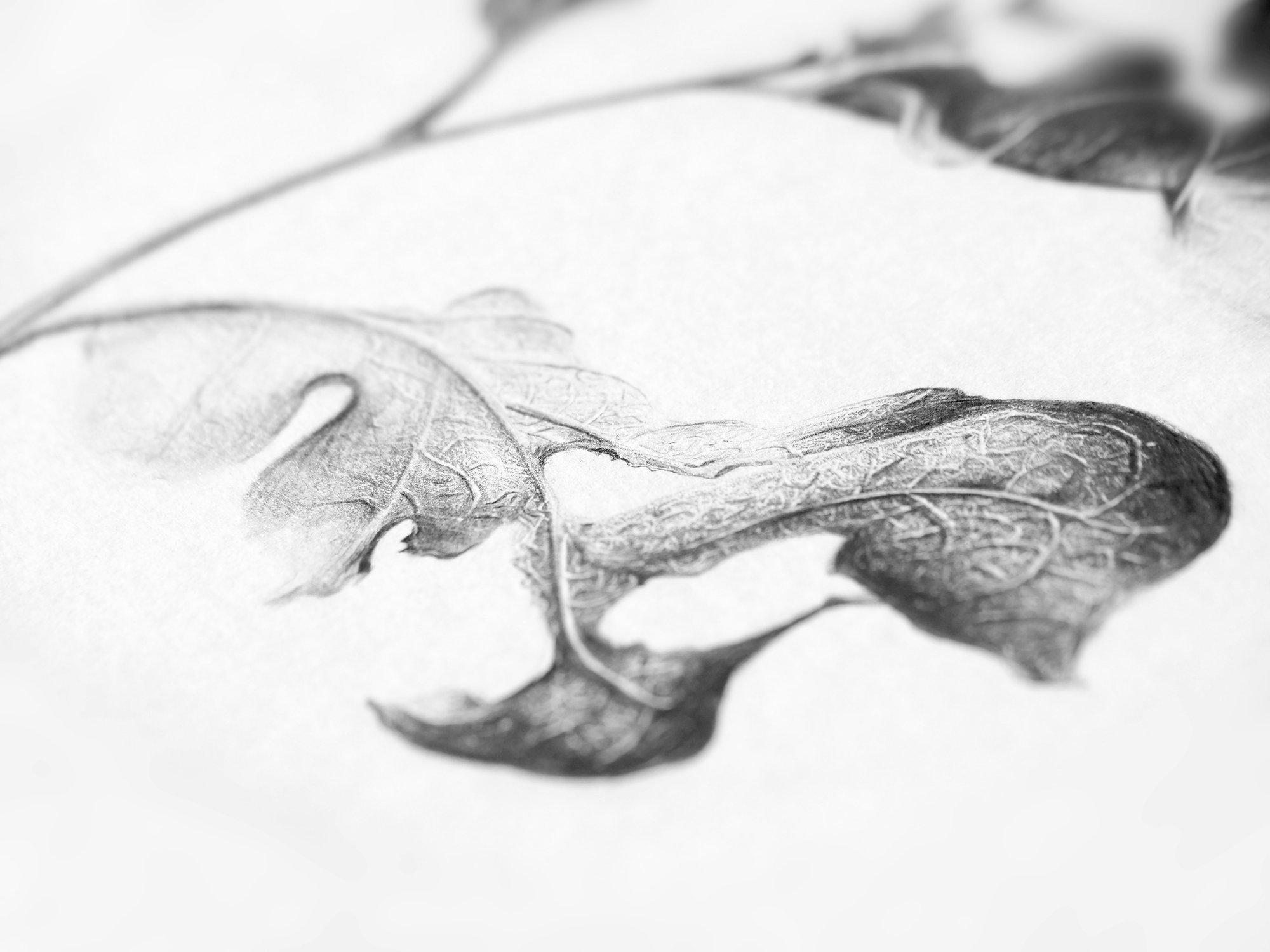 Image of Chêne Blanc