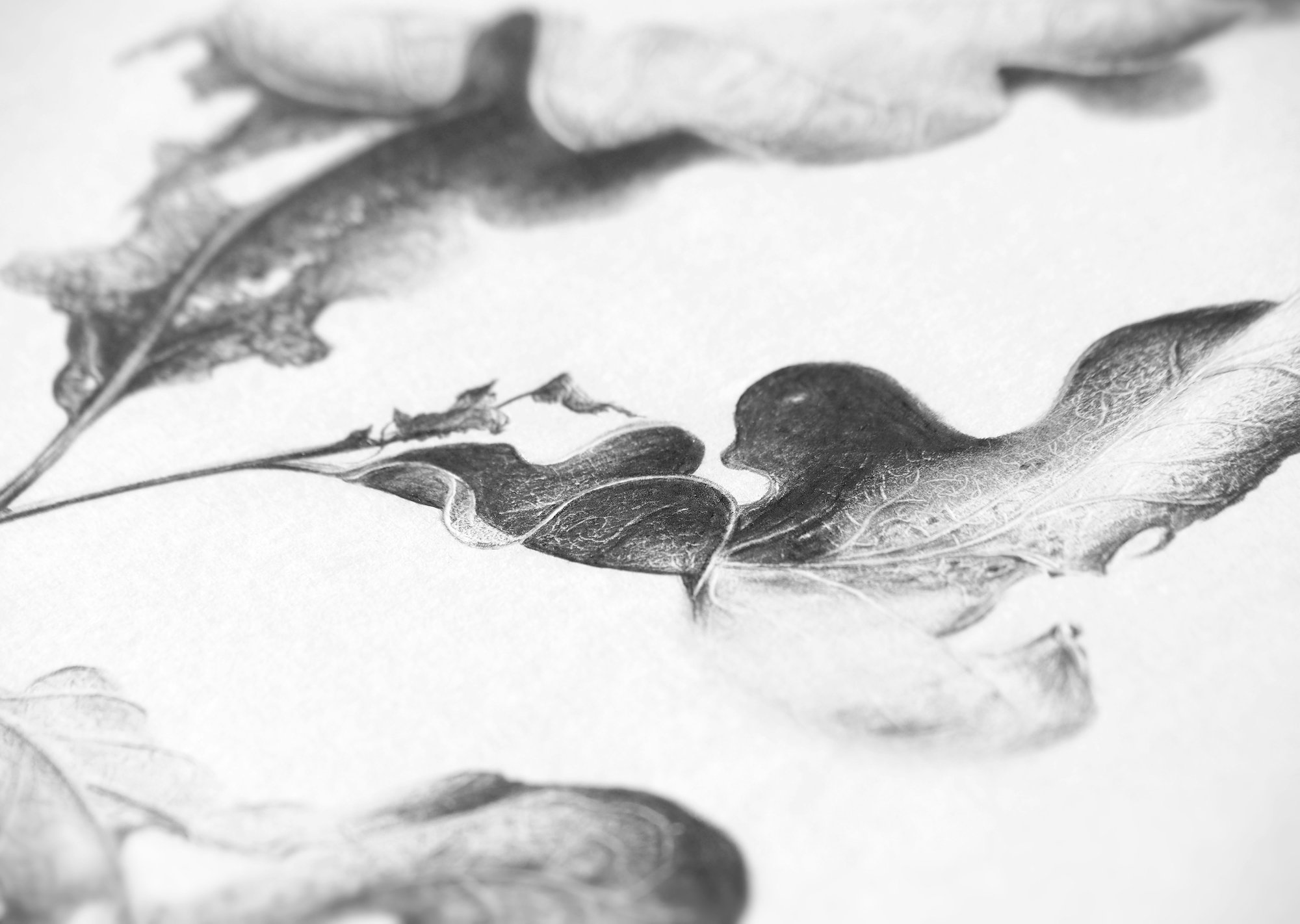 Image of Chêne Blanc