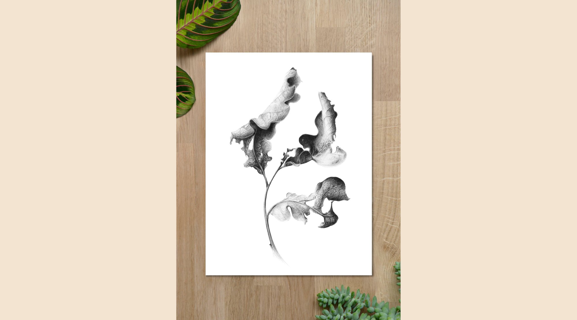 Image of Chêne Blanc