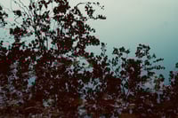 reflections in the lake