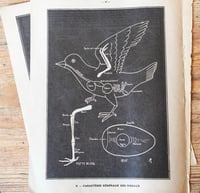 Image 7 of Planche histoire naturelle en noir & blanc