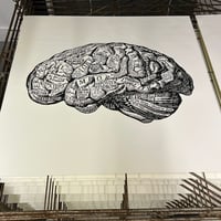 Image 6 of Anatomy Of The Brain