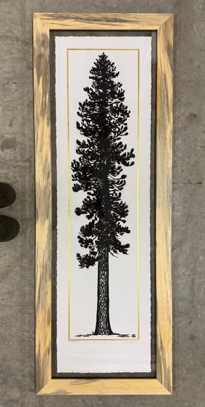 Gold Ponderosa Pine 