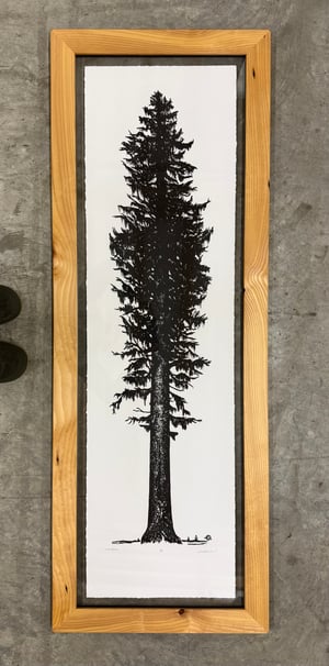 Sitka Spruce
