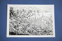 Image 1 of vie sous-marine /marine life