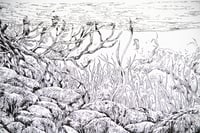 Image 3 of vie sous-marine /marine life