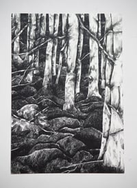 Image 2 of La Fôret/The Forest