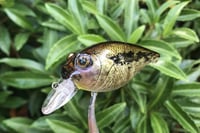 Image 8 of Custom Airbrushed Crankbait 786