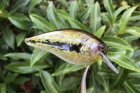 Image 13 of  SPEEDBAITS Custom Airbrushed Lucky Squarebill 2577