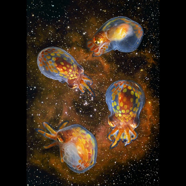 Baby Giant Pacific Octopus in Space | Art Prints & Stickers
