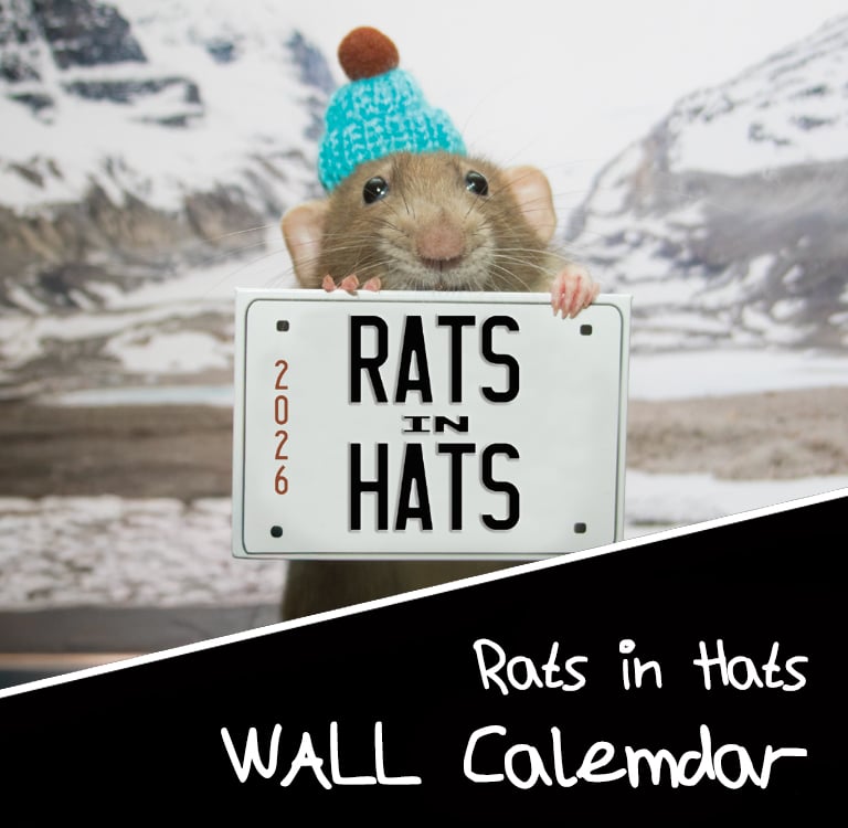 Image of 2026 Rats in Hats Wall Calemdar 