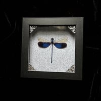 Blue Metalwing Damselfly