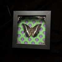 Charaxes Brutus Butterfly - Room 237