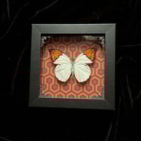 Hebomoia Glaucippe Butterfly- Overlook Hotel