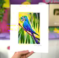 Image 1 of Hyacinth Macaw Illustration