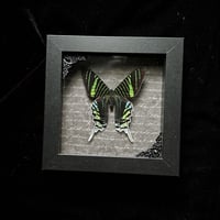 Urania leilus Moth - Grey Script