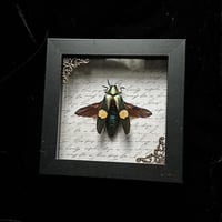 Chrysochroa saundersii Jewel Beetle