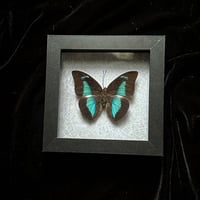 Prepona laertes  Butterfly - Grey Spider Webs