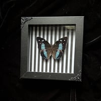 Baeotus amazonicus Butterfly