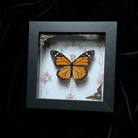 Monarch Butterfly - Vintage Florals
