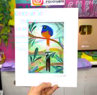 Shama Bird Illustration