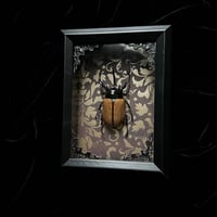 Yellow Five-Horned Rhinoceros Beetle - Gold Damask