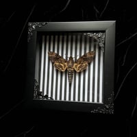 Death's Head Hawk Moth - Stripes