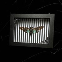 Tosena splendida Cicada - Stripes