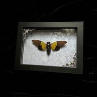 Trengganua Sibylla Cicada - Silver Damask