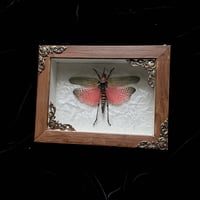 Phymateus saxosus Locust Grasshopper