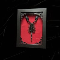 Heterometrus Cyaneus Scorpion - Red