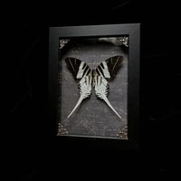 Graphium Androcles Swordtail Butterfly - Gold Script