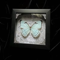 Morpho Catenarius Catenaria Butterfly - Ghostly Florals
