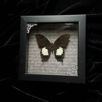 Papilio Albinus Butterfly -Grey Script