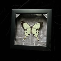 Papilio Dardanus Butterfly - Skeleton Keys