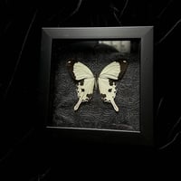 Papilio Dardanus Butterfly - Black Floral