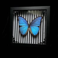 Blue Morpho Godarti Butterfly - Stripes